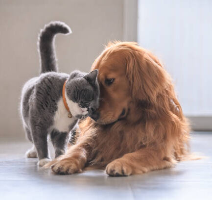 British short hair cat and golden retriever